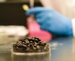 USF researchers: drink more coffee