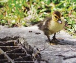 Ducklings  at risk  on campus