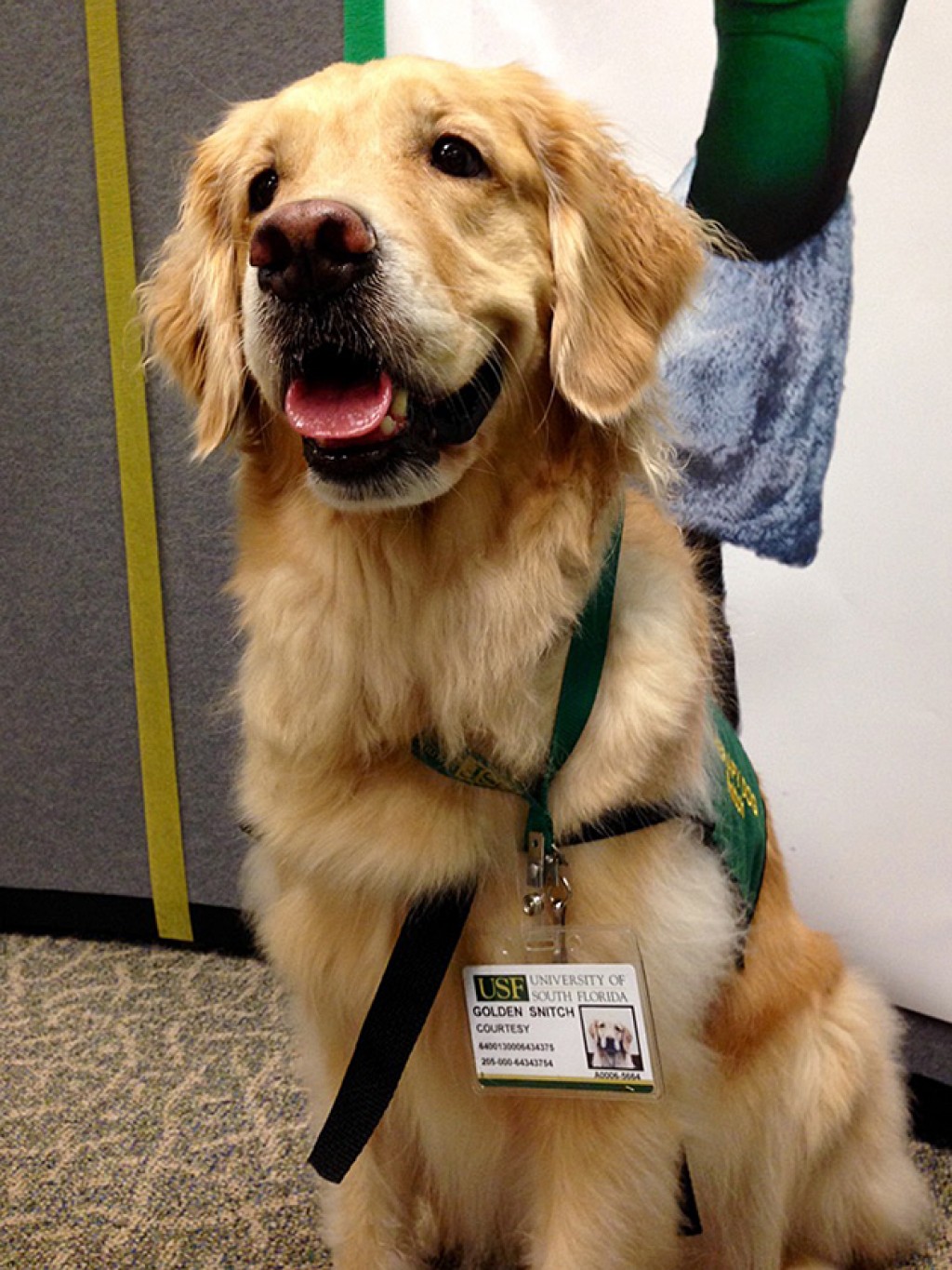 Therapy dog becomes USF’s golden Snitch