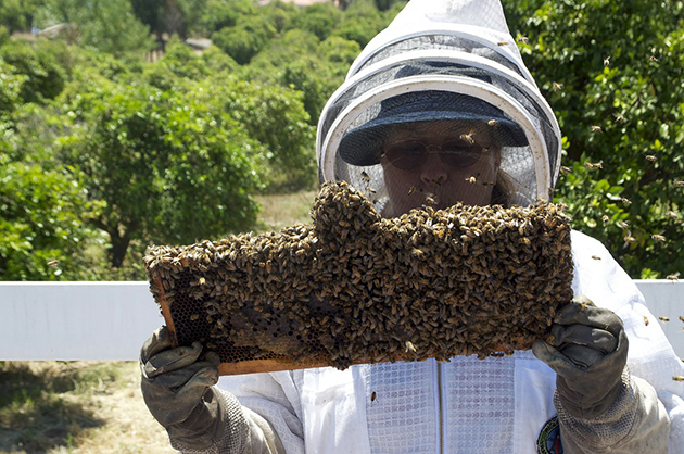 Honey causes buzz in Florida Senate