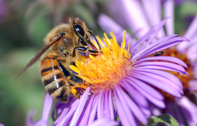 Bees’ dangerous  decline needs more public buzz