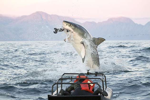 Shark Week 2015 shows it’s (almost) safe to go back in the water