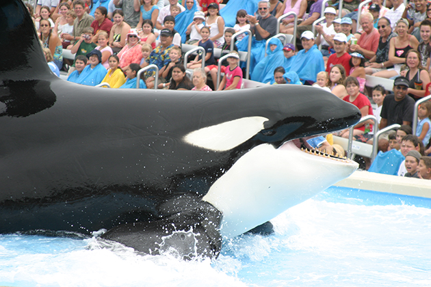 SeaWorld’s new project enhances life of killer whales