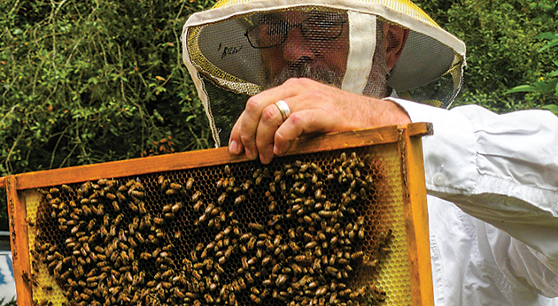 Botanical Gardens gets buzzing  to save bees, make honey