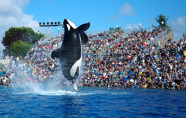 Letter to the Editor: SeaWorld’s new project holds inauthentic compassion for orcas