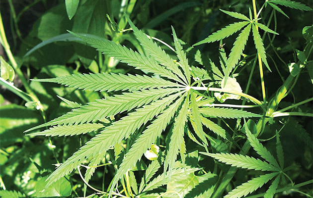 Tampa looks at decriminalizing marijuana possession