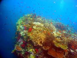 USF researchers help study Fiji reefs
