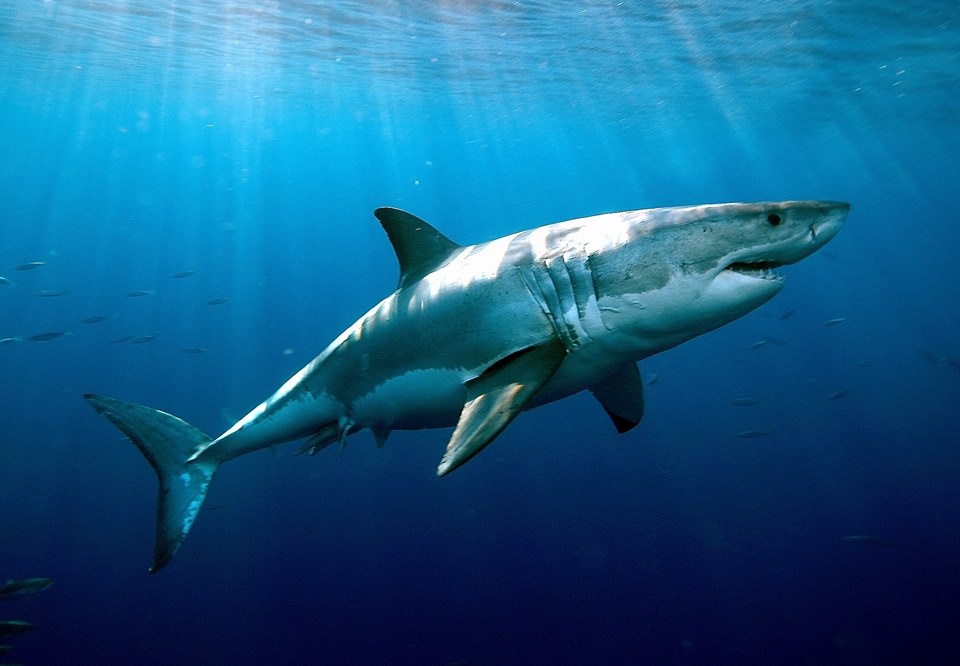 Shark Week offers pros and cons