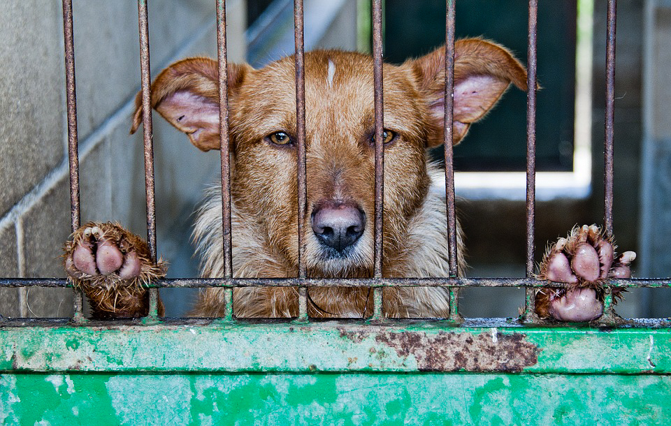 US should follow California’s lead in banning puppy mills