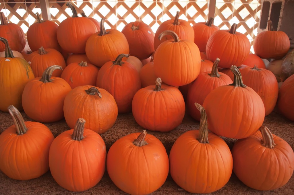 Hyde Park Village starts month-long pumpkin patch with fundraiser