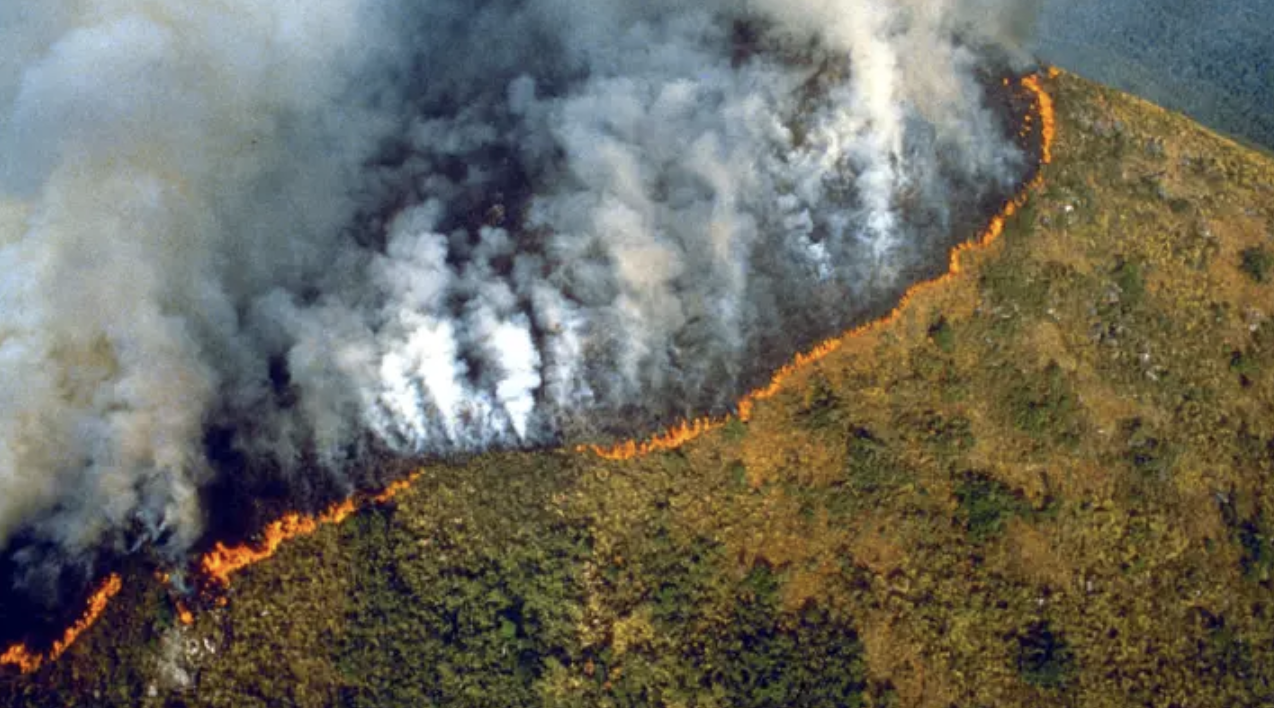 Let’s not forget the Amazon Rainforest is on fire