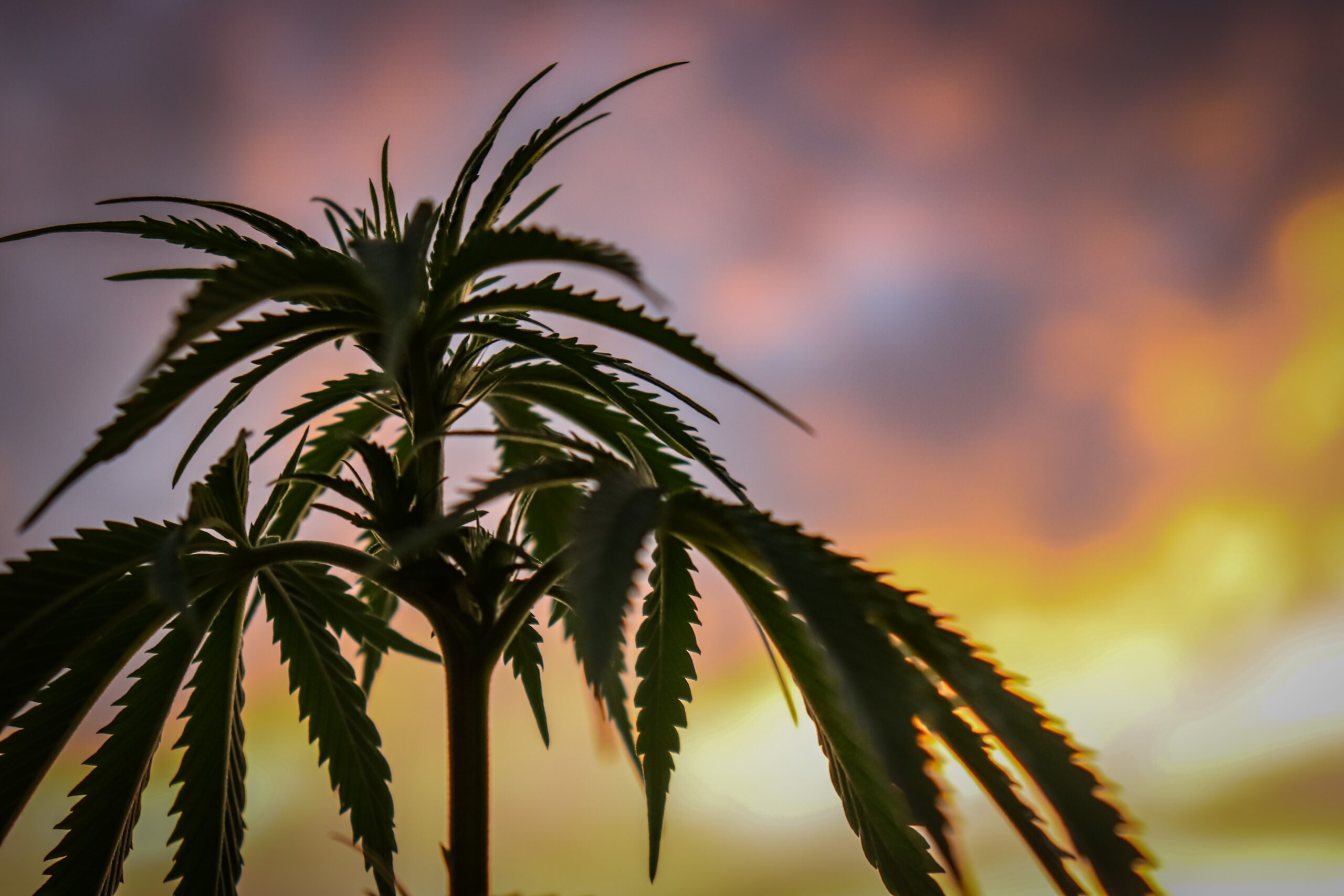 OPINION: Florida should legalize recreational marijuana