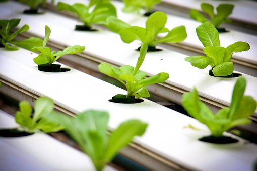 USF hydroponic greenhouse project to fight food insecurity across St. Pete area