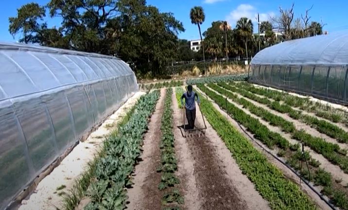 OPINION: Community farms, gardens should be invested in for all of Tampa