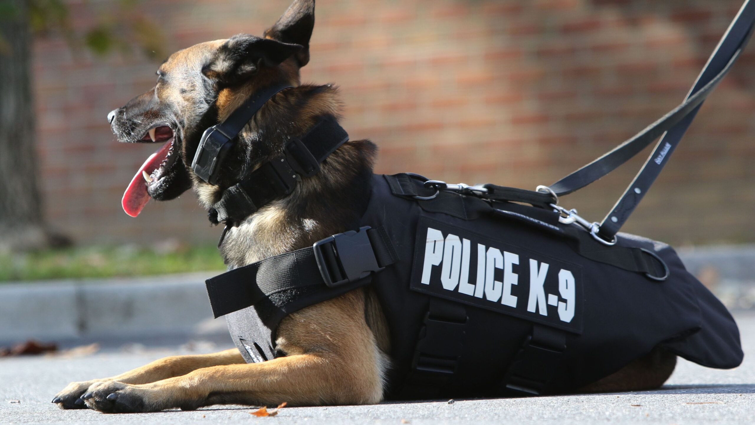 OPINION: UP, Hillsborough County need to invest in more therapy K-9s
