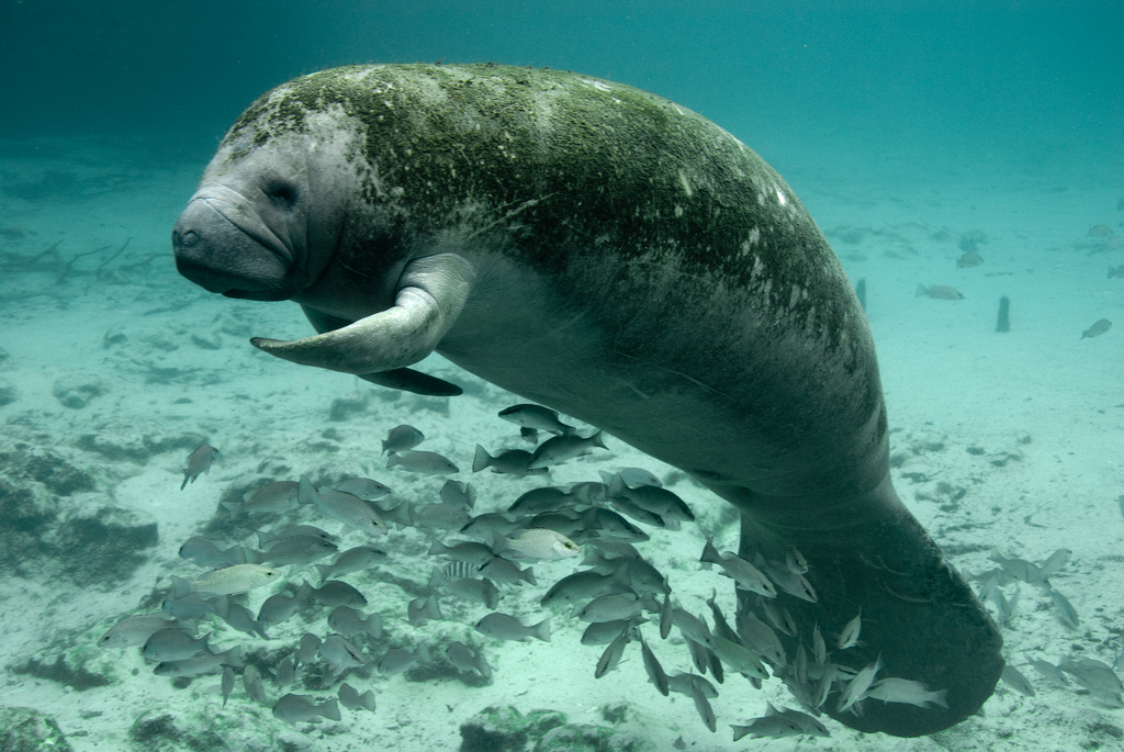 OPINION: Stricter regulations are needed to save manatees