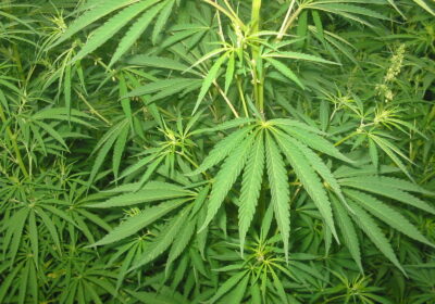 OPINION: Decriminalization of marijuana is dangerous