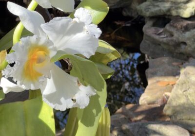 USF Botanical Gardens reflects on Hurricane Ian losses, recovery