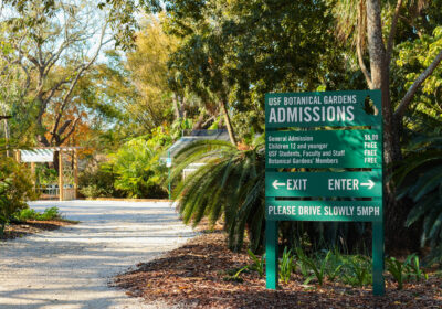 USF’s Botanical Gardens’ recovery after Milton: ‘A work in progress’